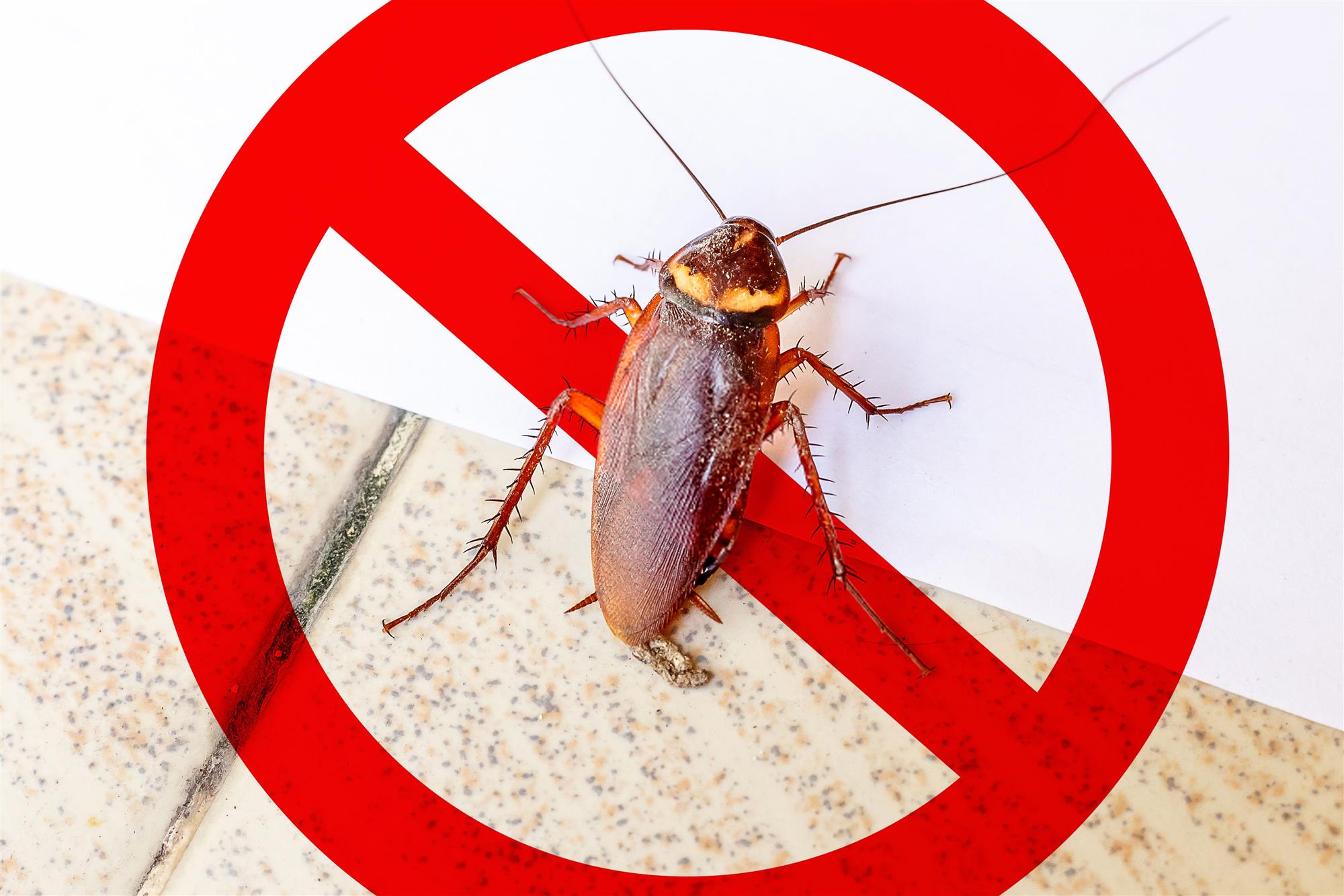 Cockroach Extermination & Pest Control near Milwaukee