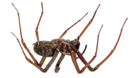 Spider extermination in Southeast Wisconsin