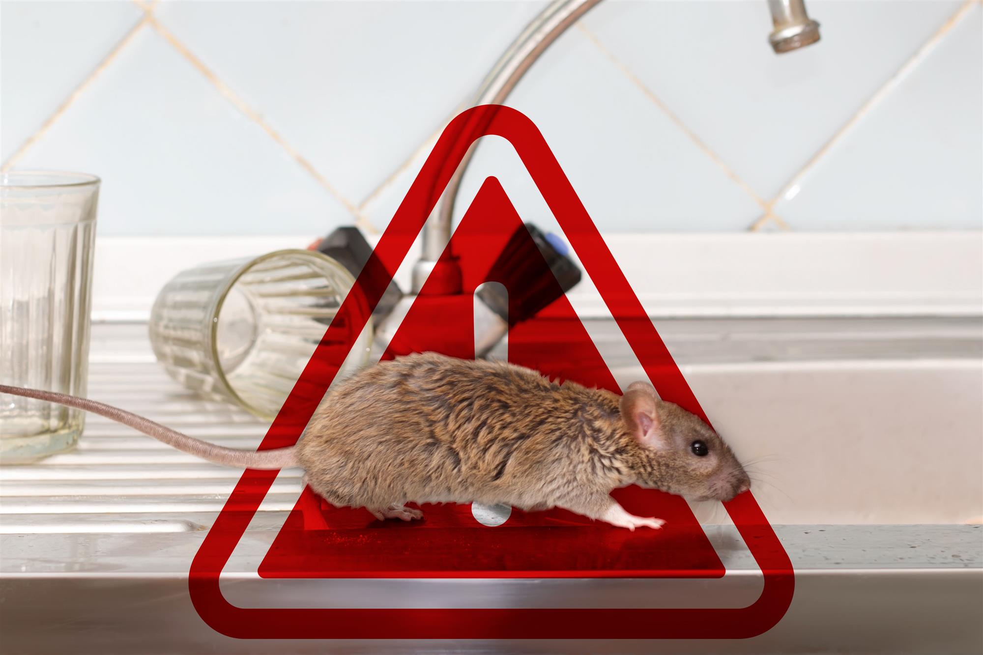 Bed Bugs Rescue are the best rat exterminators in Southeast WI