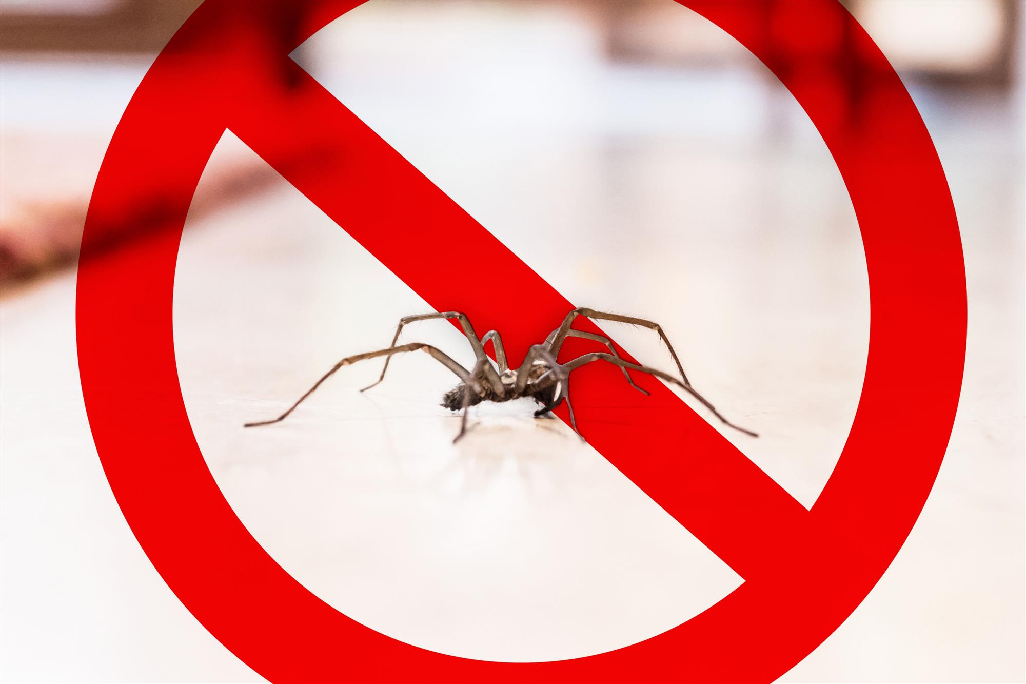 Cellar Spider Control Services - Cellar Spider Exterminators