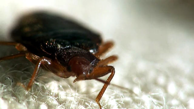 Bed Bug Exterminator in Southeastern Wisconsin