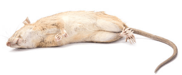 Bed Bugs Rescue provides the best solutions for rodent control in Southeast WI Rodent Control near Milwaukee