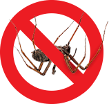 Spider exterminator in Milwaukee area