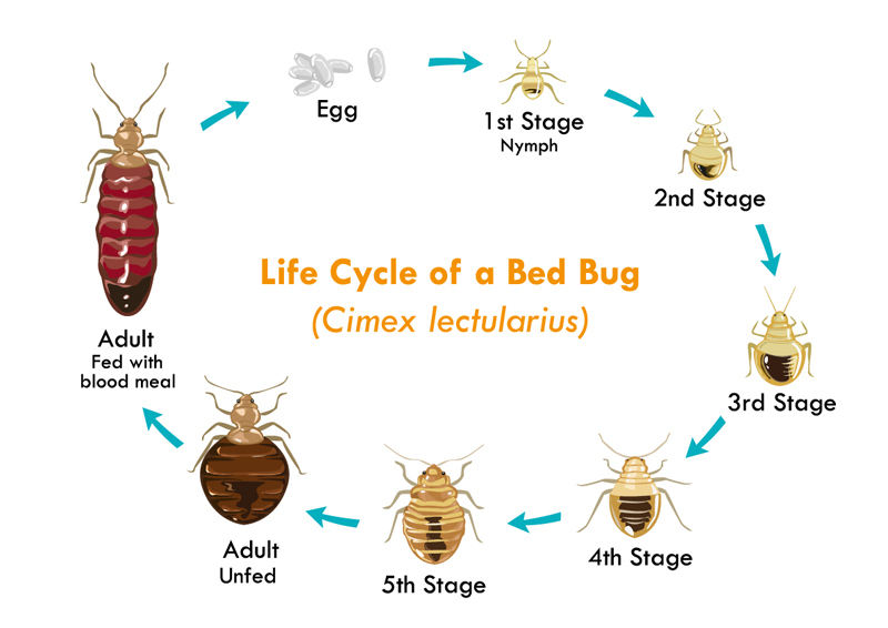 Stop the life cycle of a bed bug with expert bed bug extermination from the experts at Bed Bugs Rescue™